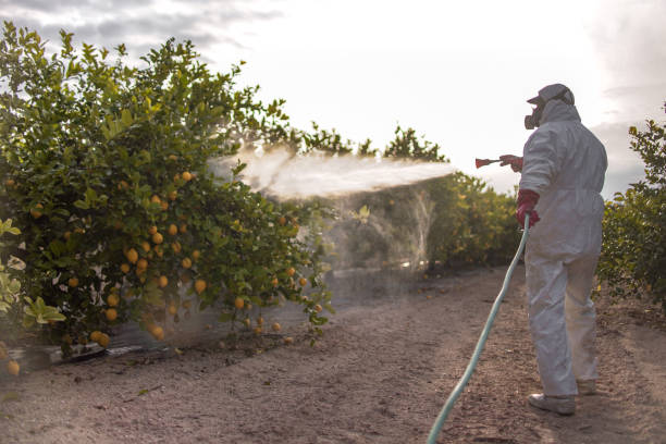 Best Local Pest Control Services  in Palmview South, TX