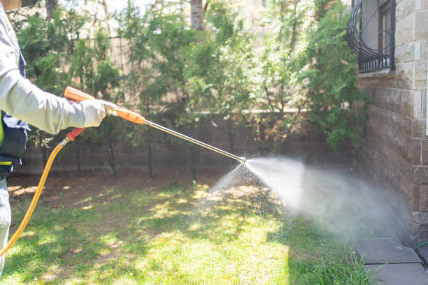 Best Wasp Removal Services  in Palmview South, TX