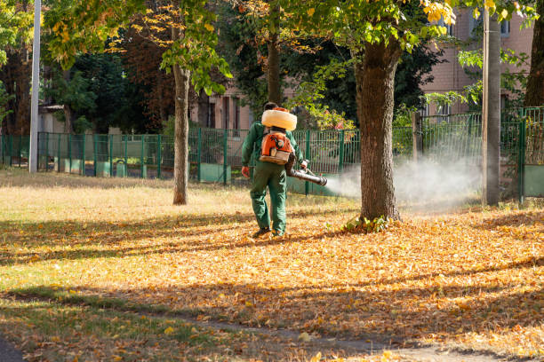 Trusted Palmview South, TX Pest Control Experts