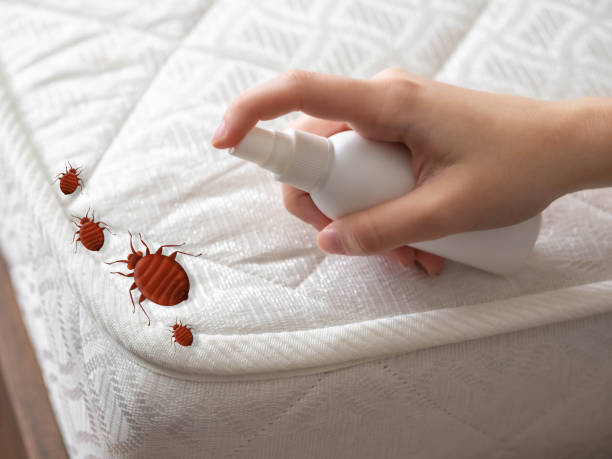 Best Pest Control Treatment  in Palmview South, TX