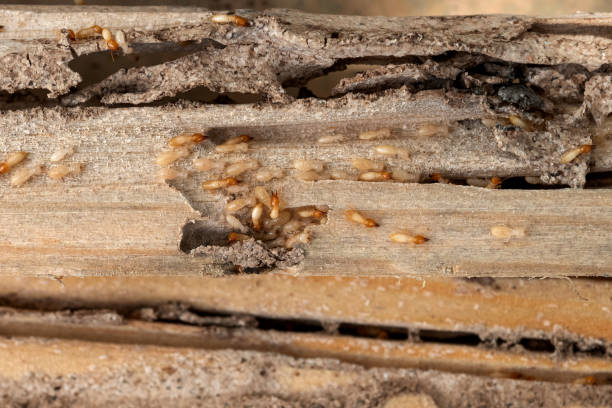 Best Flea Control Services  in Palmview South, TX