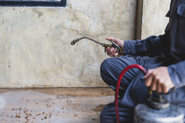 Trusted Palmview South, TX Pest Control Experts